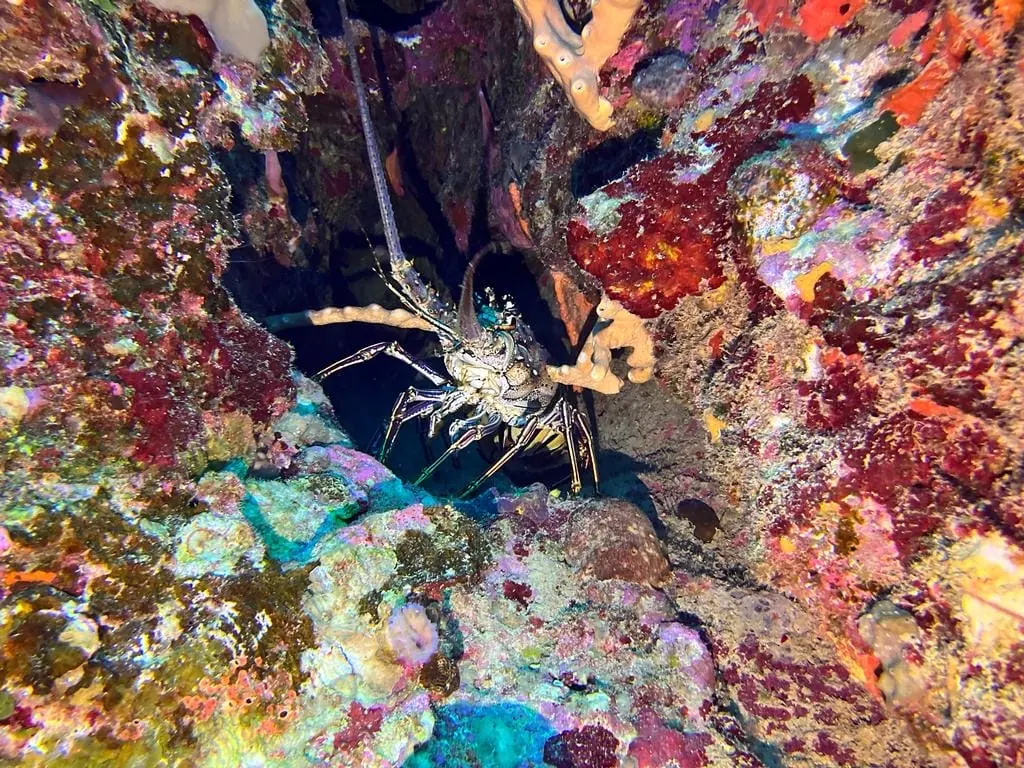 Spiny lobster in a colourful reef crevice