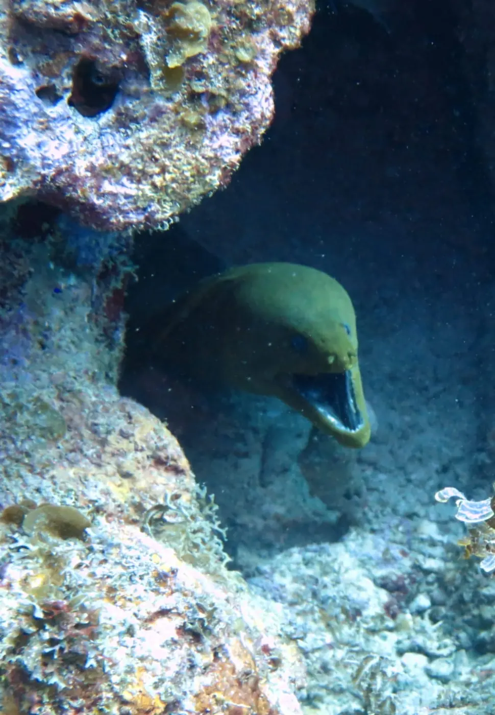 Green moray eel looking out of a crevice