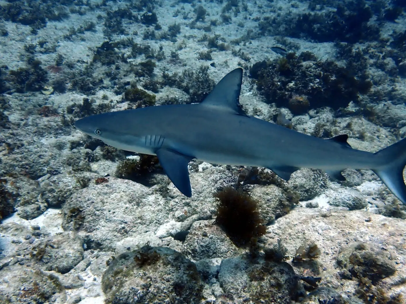 Reef shark swimming over the rocky seabed