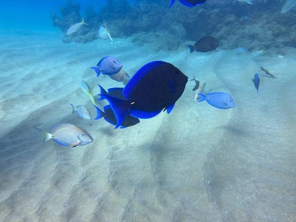 Blue tangs swimming over rippled sand