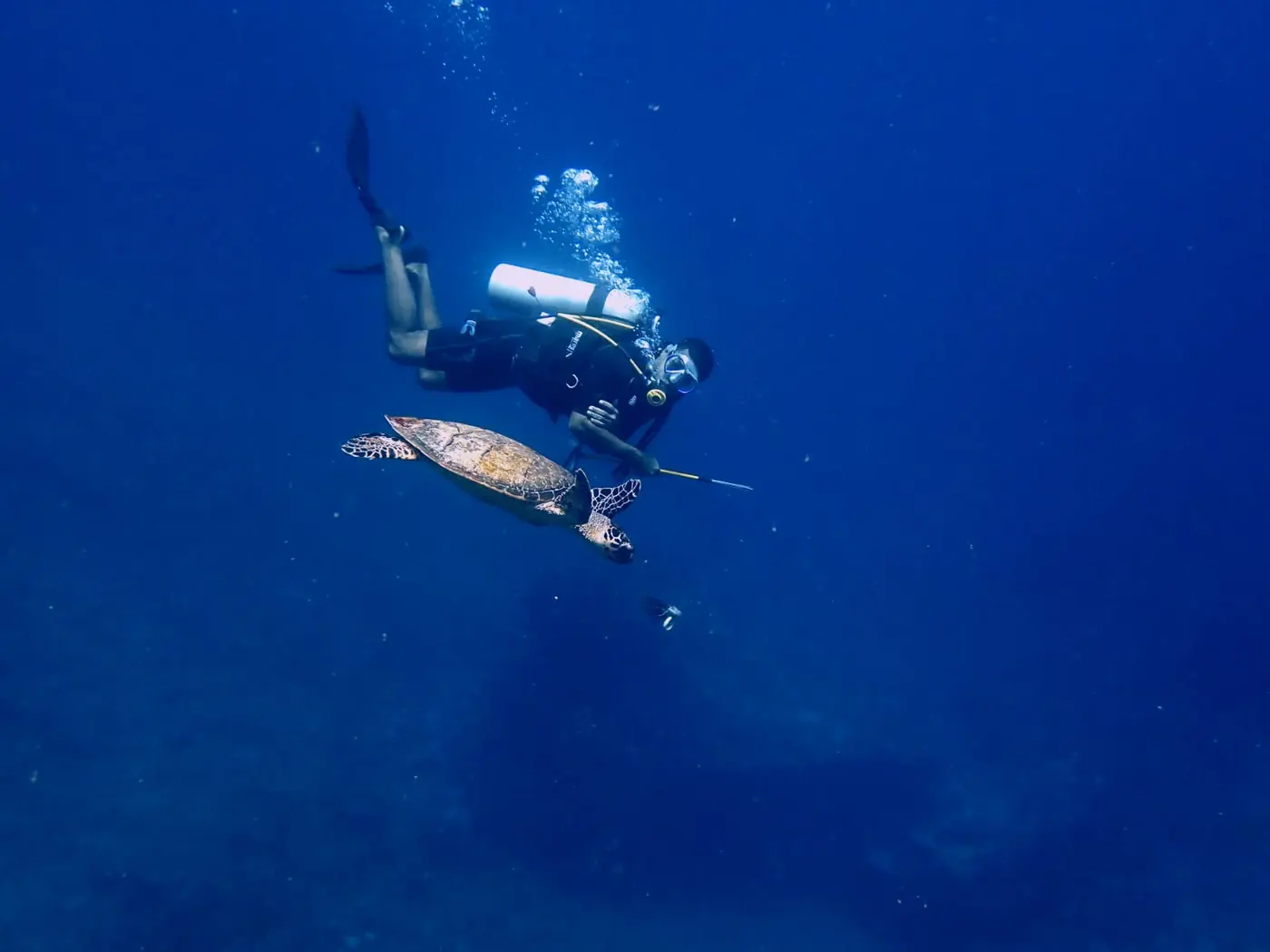 Diver swimming alongside a sea turtle in deep blue water