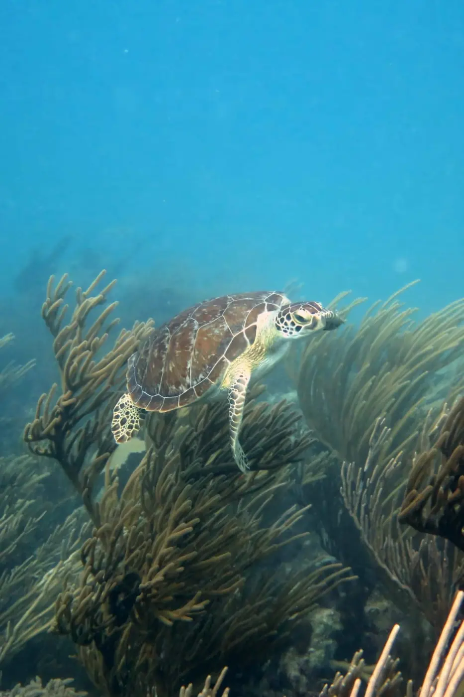 Sea turtle swimming over sea fans