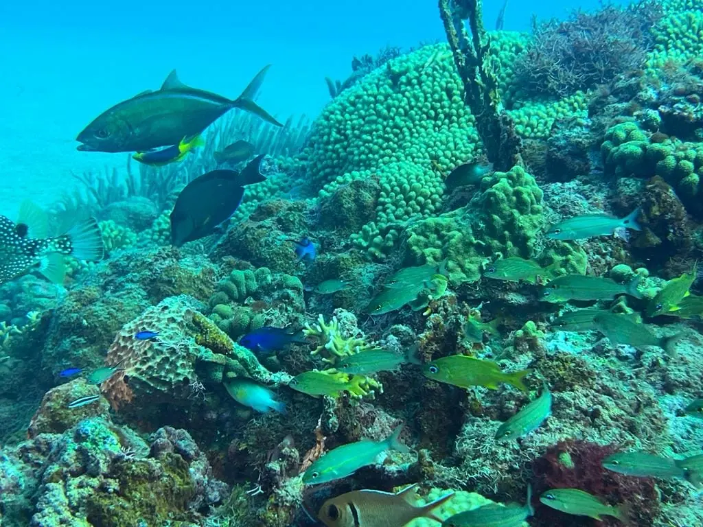 Reef fish swimming over star coral