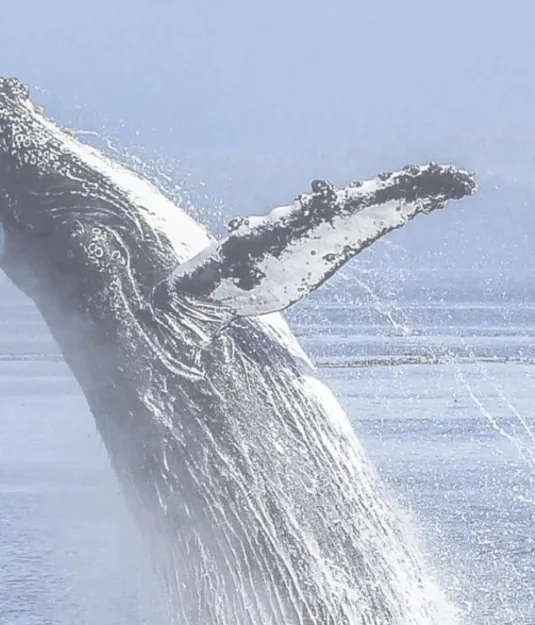 Humpback whale breaching off Samaná